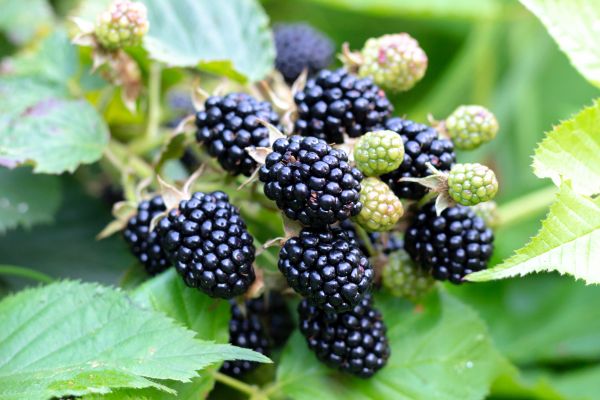 Cost of Blackberry Bush Removal in Lenexa