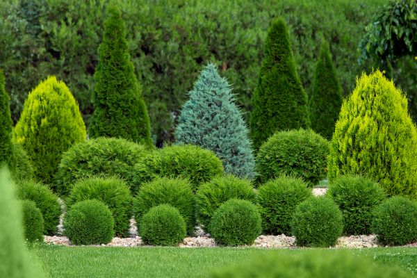 Cost of Bush Shaping Service in Lenexa