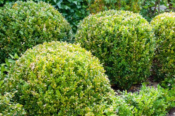 Cost of Landscape Trimming Service in Lenexa