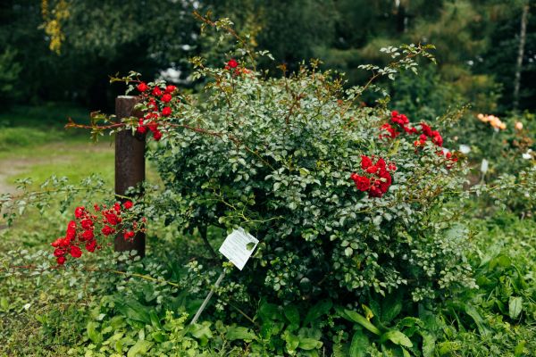 Cost of Rose Bush Removal in Lenexa