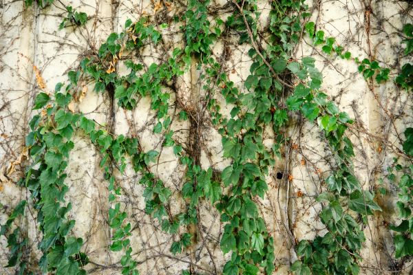 Cost of Vine Removal Service in Lenexa