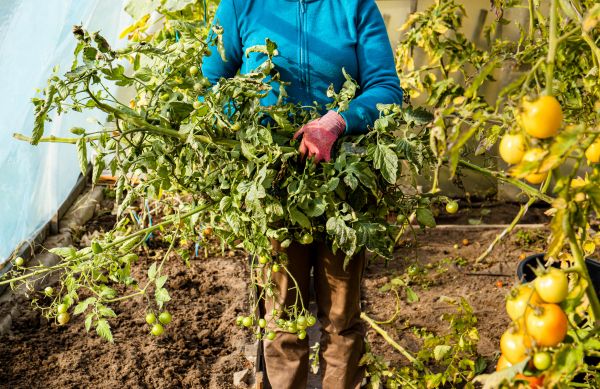 Cost of Garden Plant Removal in Lenexa