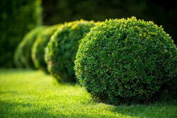 Cost of Bush Pruning in Lenexa