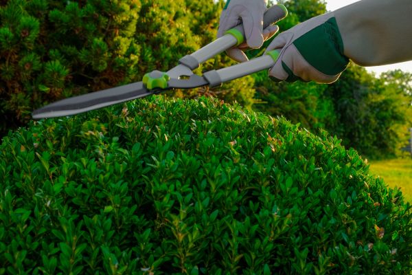 Cost of Topiary Shearing in Lenexa