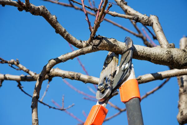 Cost of Selective Pruning in Lenexa