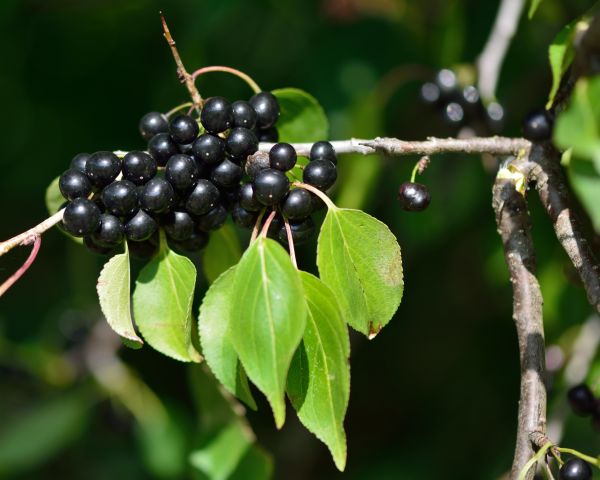 Cost of Buckthorn Removal in Lenexa