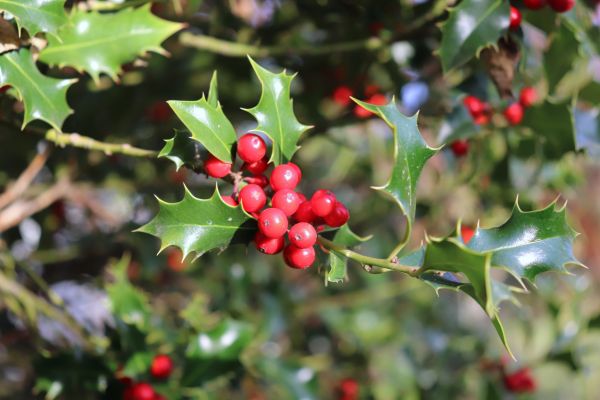 Cost of Holly Tree Trimming in Lenexa