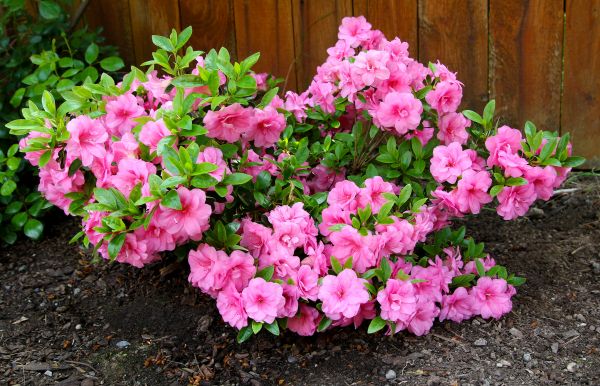 Cost of Azaleas Removal in Lenexa