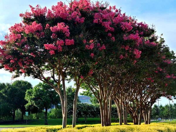 Cost of Crepe Myrtle Pruning in Lenexa