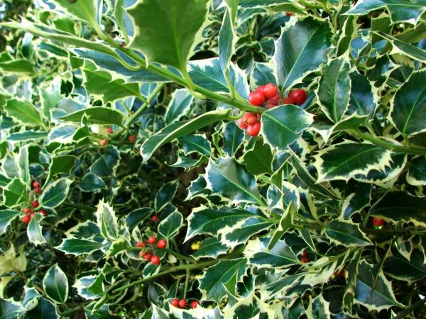Cost of Holly Bushes Trimming in Lenexa