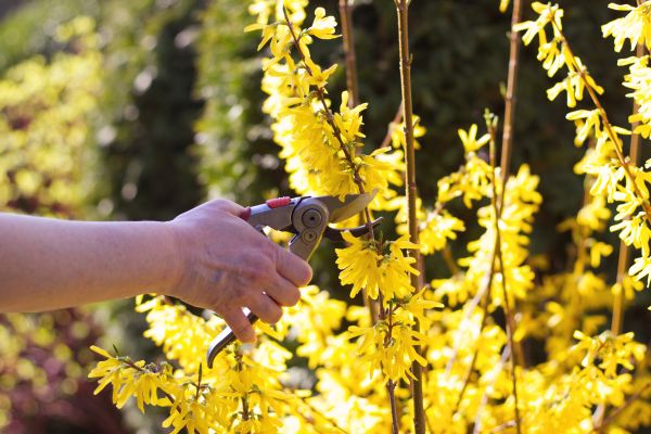 Cost of Forsythia Pruning in Lenexa