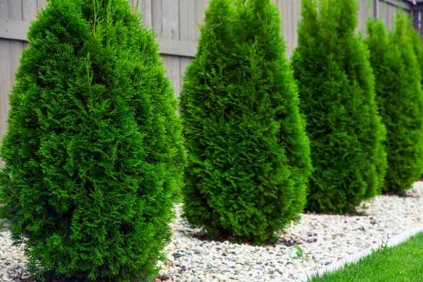 Cost of Arborvitae Removal in Lenexa