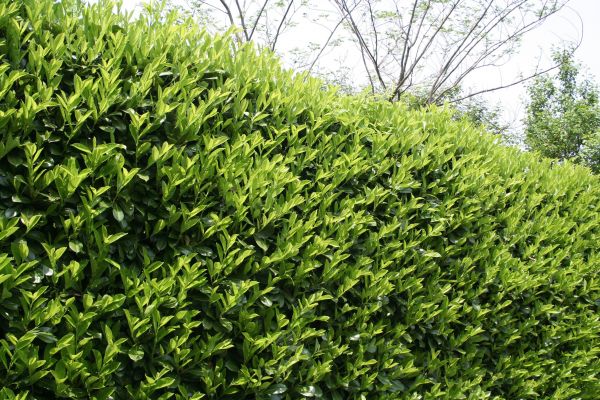 Cost of Laurel Shrub Removal in Lenexa
