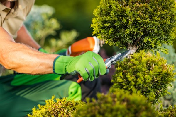 Cost of Landscape Pruning Service in Lenexa