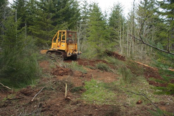 Cost of Shrubbery Clearing in Lenexa