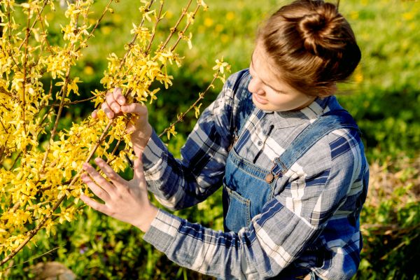 Cost of Forsythia Trimming in Lenexa