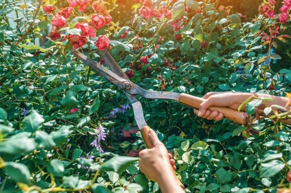 Cost of Knockout Roses Pruning in Lenexa
