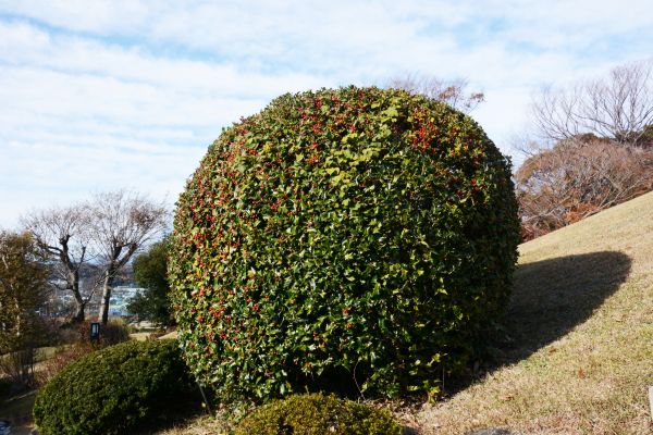 Cost of Holly Shrub Pruning in Lenexa
