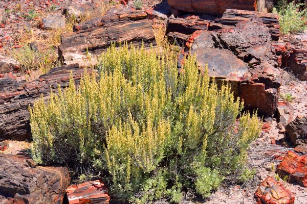 Cost of Sagebrush Removal in Lenexa