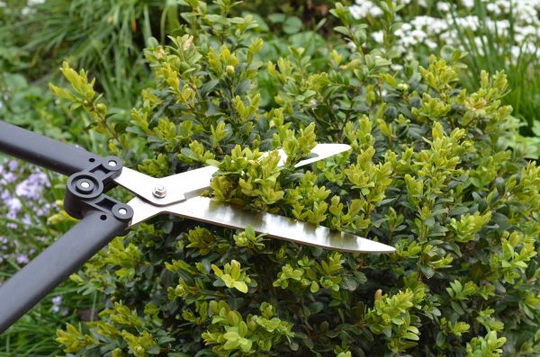 Cost of Boxwood Trimming in Lenexa