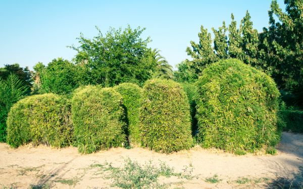 Cost of Bamboo Hedge Removal in Lenexa