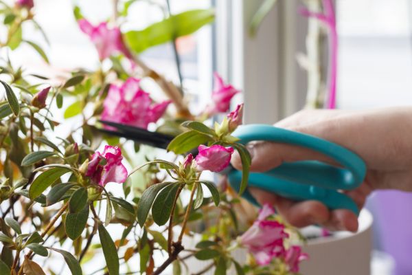 Cost of Azalea Pruning in Lenexa