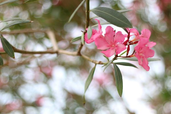 Cost of Oleander Removal in Lenexa