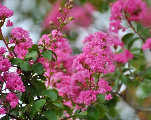 Cost of Crepe Myrtle Removal in Lenexa