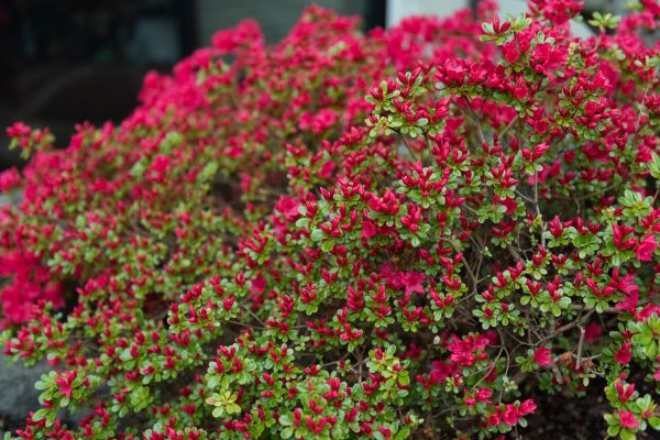 Cost of Weigela Removal Service in Lenexa