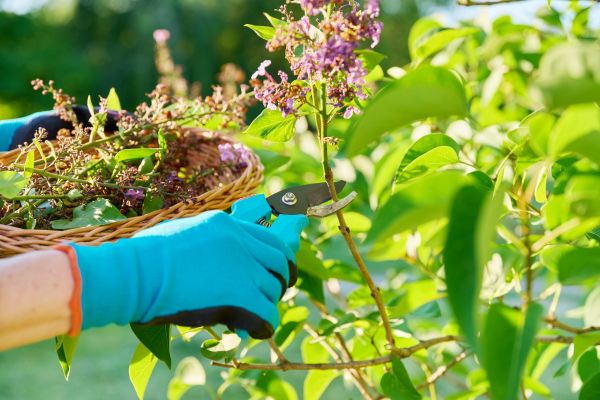 Cost of Lilac Trimming Service in Lenexa