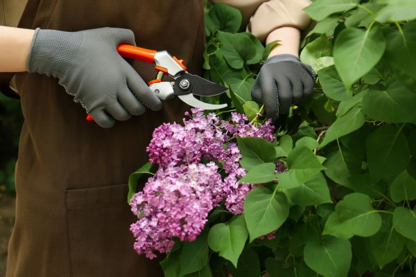 Cost of Lilac Pruning Service in Lenexa
