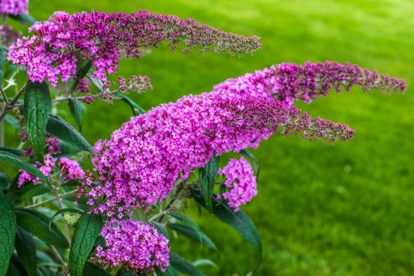 Cost of Butterfly Bush Removal in Lenexa