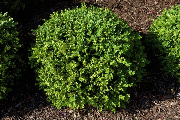 Cost of Boxwood Removal in Lenexa
