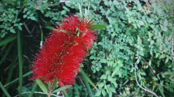 Cost of Bottlebrush Pruning in Lenexa