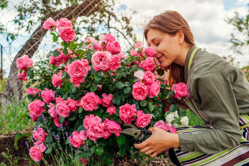 Rose Pruning Service