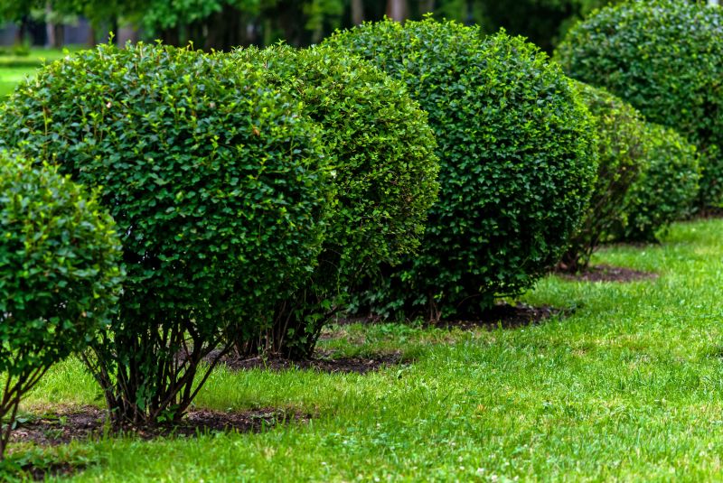 Trimmed Shrubs in Bloom
